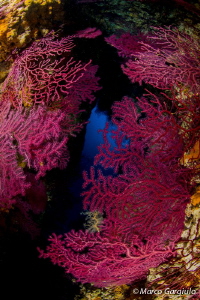 Seafan Cave, Banco di Santa Croce by Marco Gargiulo 